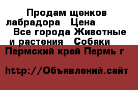 Продам щенков лабрадора › Цена ­ 20 000 - Все города Животные и растения » Собаки   . Пермский край,Пермь г.